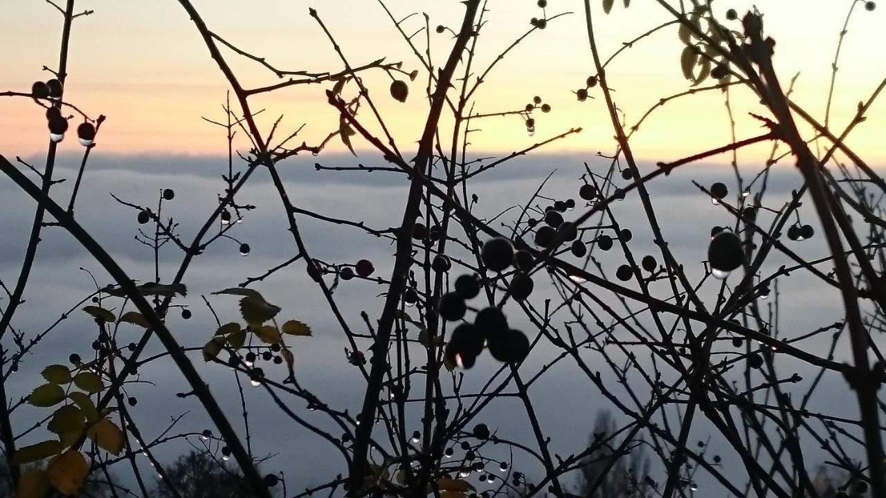 Nature Homestay